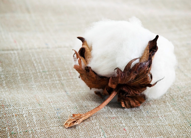 Cotton Fabric: Properties, Pricing & Sustainability (2022)